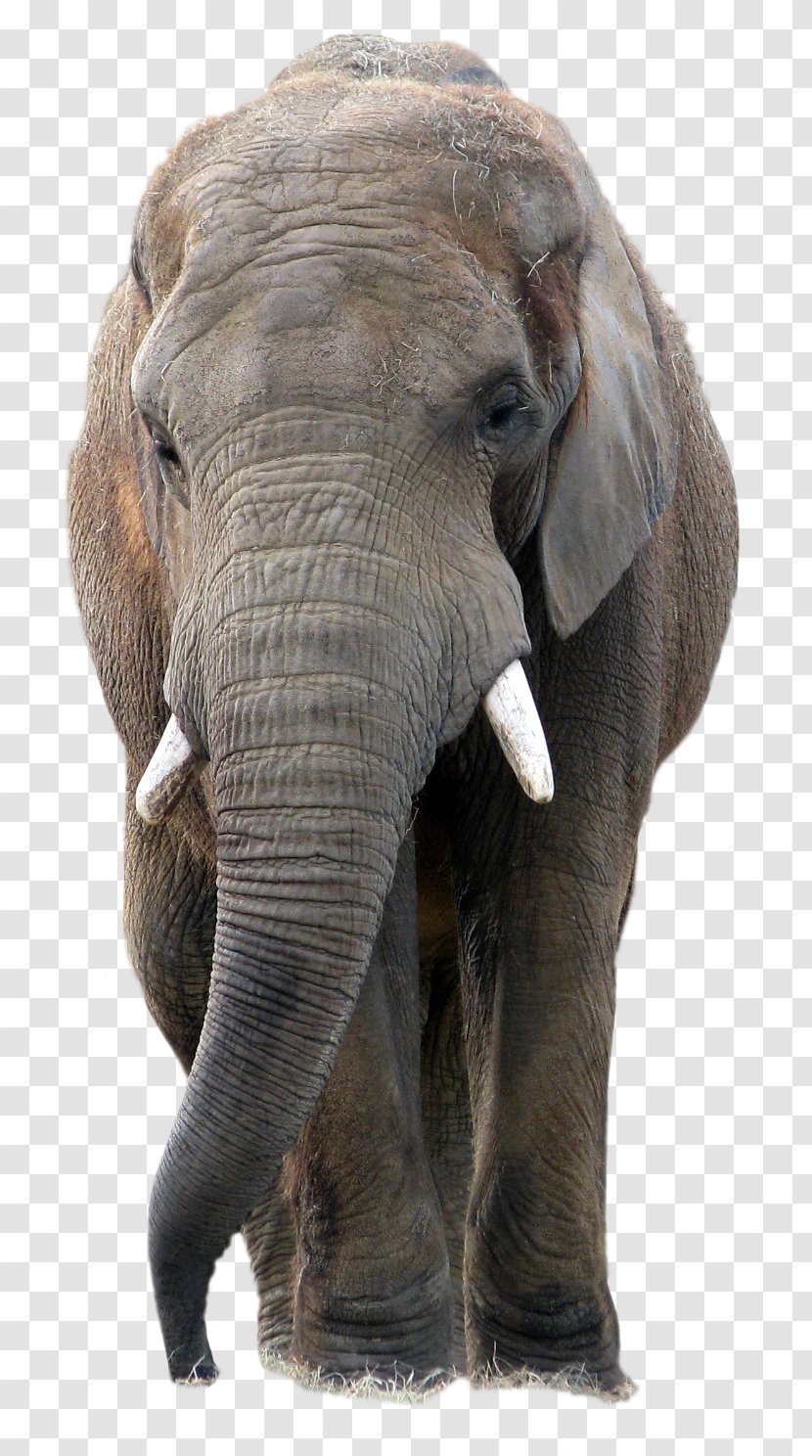 Elephant PaintShop Pro Icon - Terrestrial Animal Transparent PNG