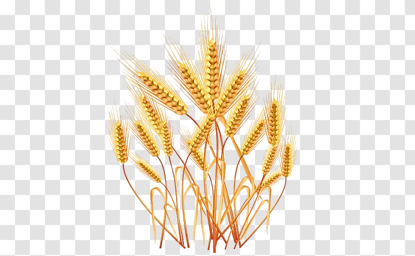 Wheat - Food Grain - Grass Whole Transparent PNG