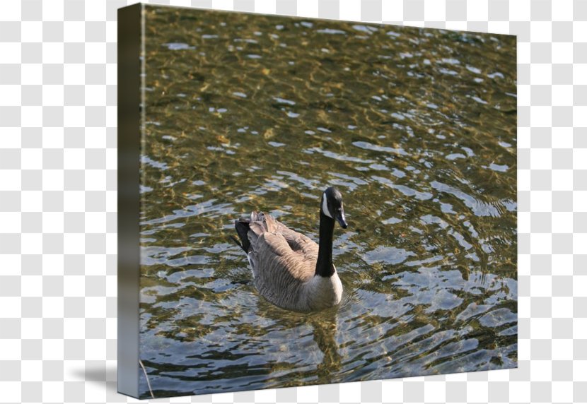 Mallard Goose Duck Fauna Beak - Livestock Transparent PNG