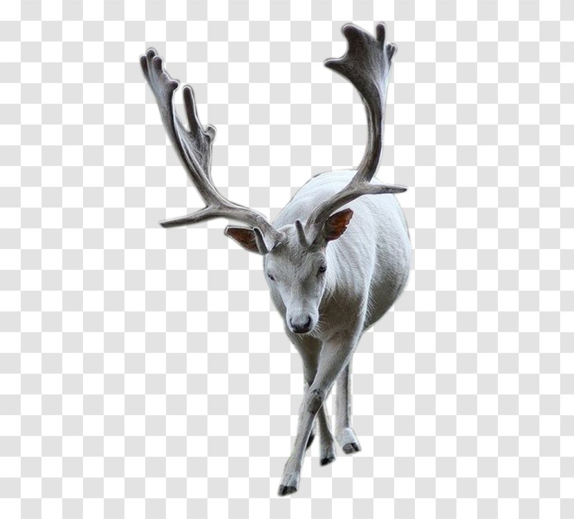 Elk Reindeer - Horn - Deer Transparent PNG