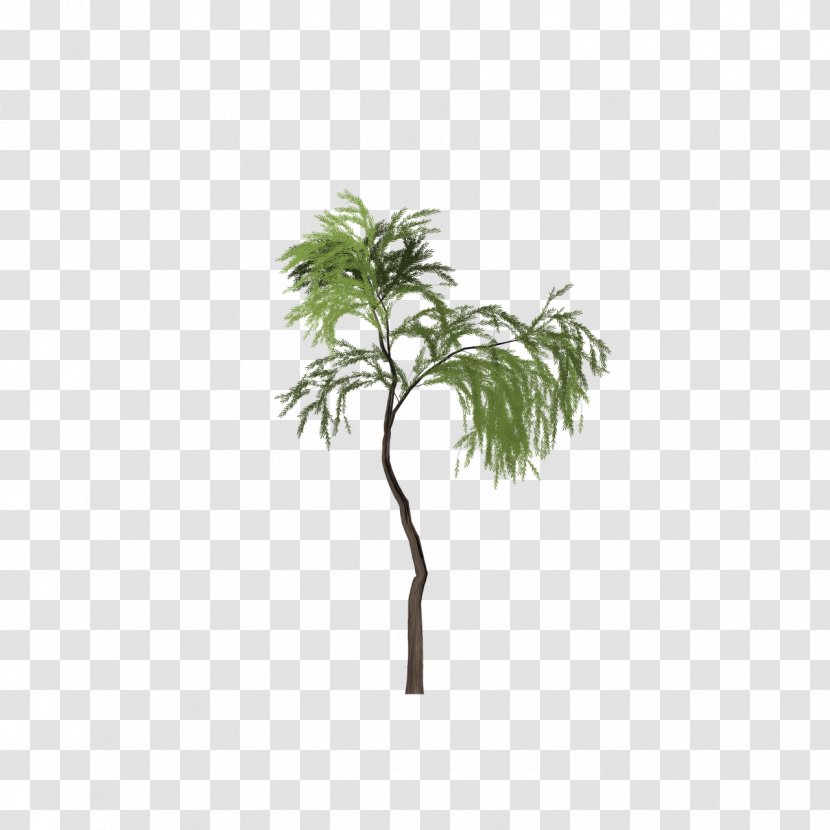 Asian Palmyra Palm Tree Salix Pierotii Clip Art - Grass Transparent PNG