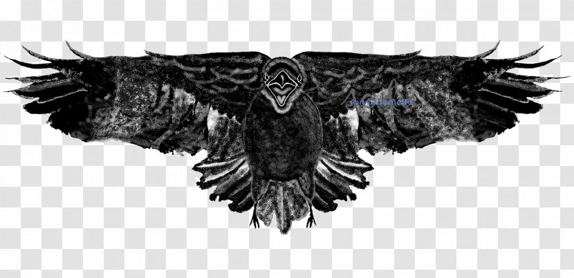 Bald Eagle Owl Buzzard Beak - Bird Of Prey Transparent PNG