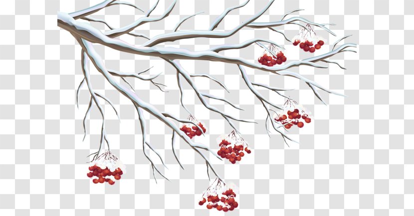 Holly Clip Art - Tree - Berries Transparent PNG