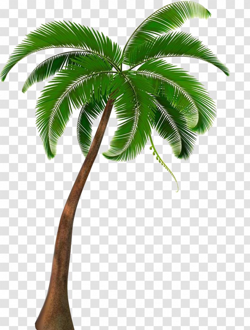 Coconut Arecaceae Tree - Stock Photography Transparent PNG