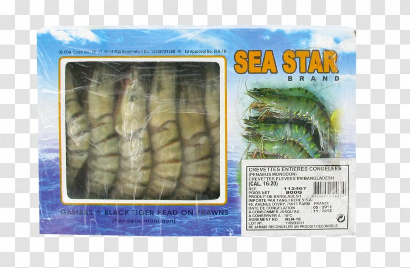 Crab Shrimp Cangrejo Tang Frères Tiger - Organism Transparent PNG