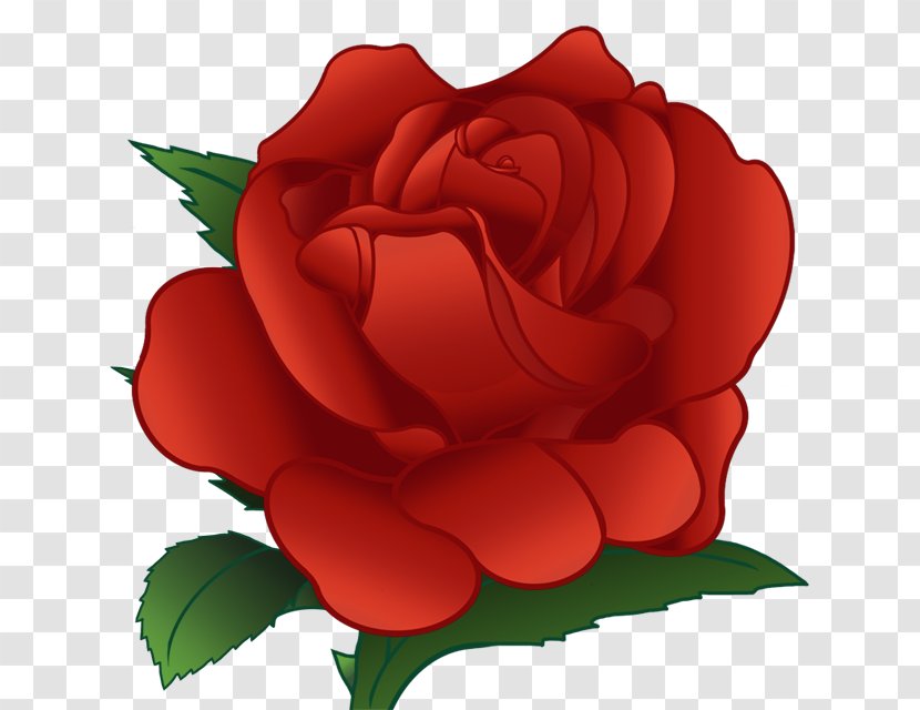 Flower Garden Roses Download Centifolia Clip Art - Rose Family - Gesang Transparent PNG