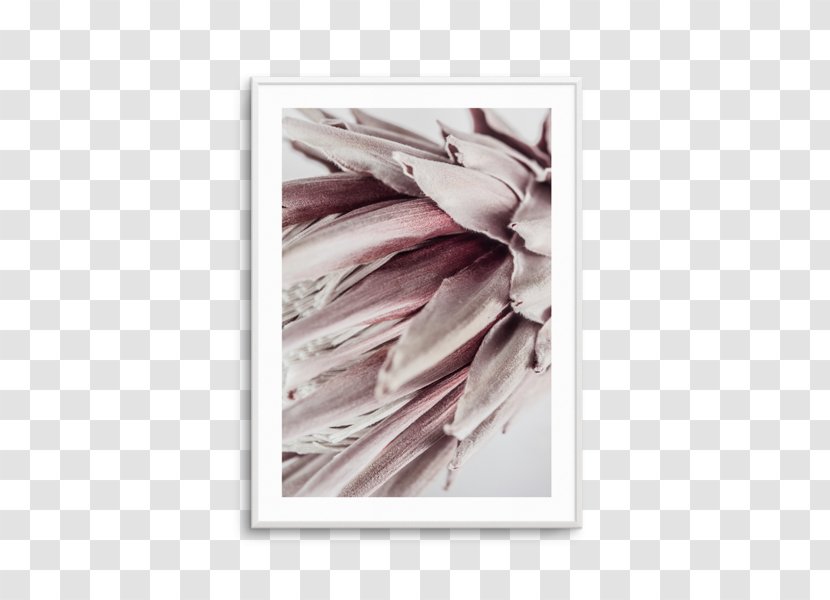 Fine-art Photography Poster King Protea Printing - House - Square Abstract Transparent PNG