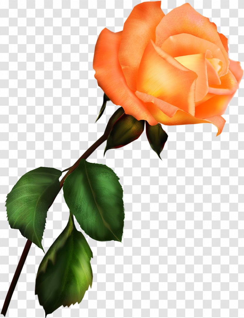 Garden Roses Blue Rose Clip Art - Rosa Centifolia - White Transparent PNG
