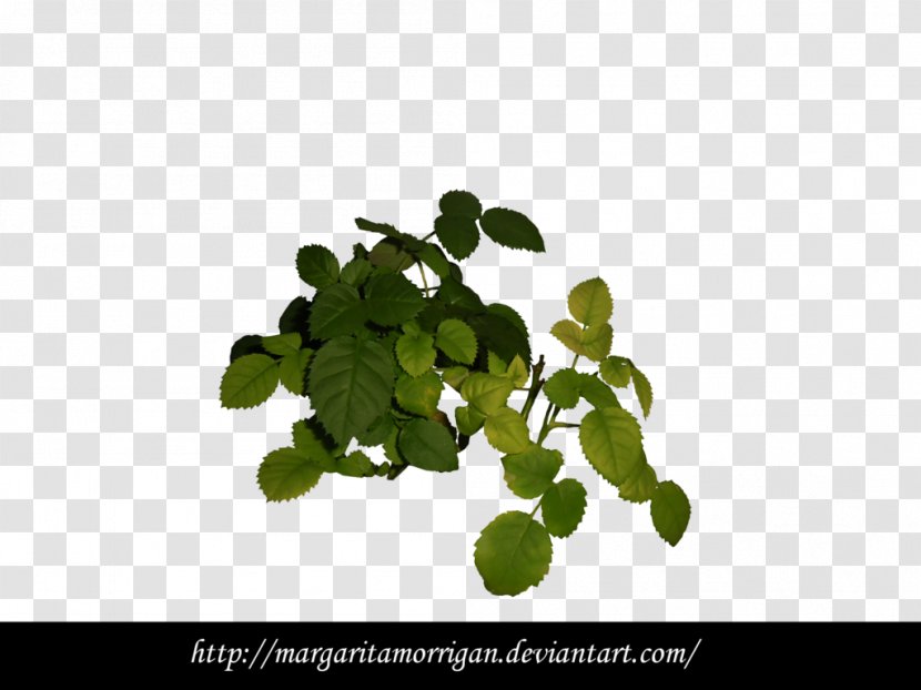 DeviantArt Plant Vine Tree - Herb - Wcw Transparent PNG