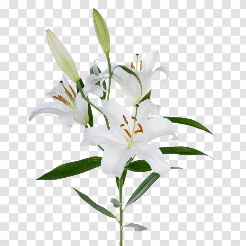 Flower Lily Plant White Stargazer - Dendrobium Cut Flowers Transparent PNG