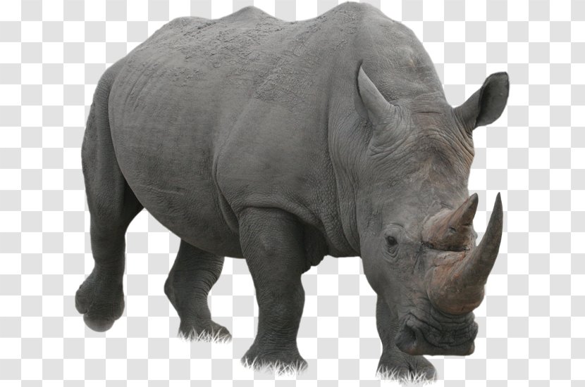 Rhinoceros Computer File - Grass - Rhino Transparent PNG