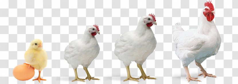 Rooster Chicken Broiler Poultry Farming - Bird Transparent PNG