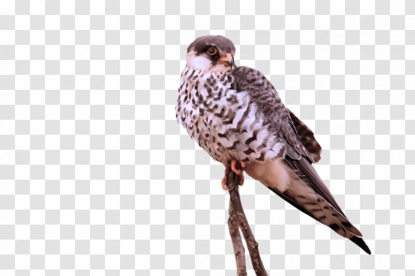 Bird Peregrine Falcon Beak Of Prey - Falconiformes Hawk Transparent PNG