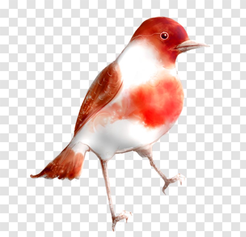 European Robin Bird Clip Art - Animal Transparent PNG