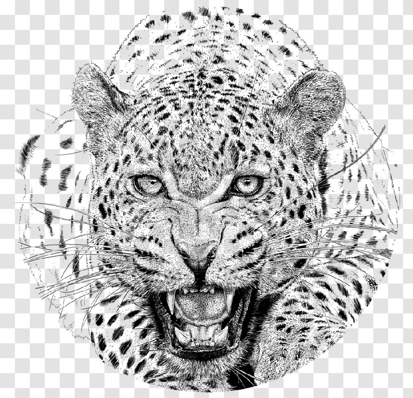 Cheetah Jaguar Drawing Snow Leopard African - Snout Transparent PNG