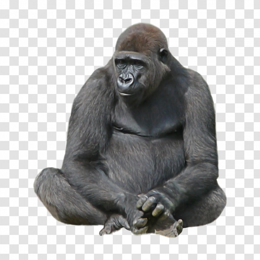 Western Lowland Gorilla Snout Sitting Figurine Animal Figure - Statue Transparent PNG