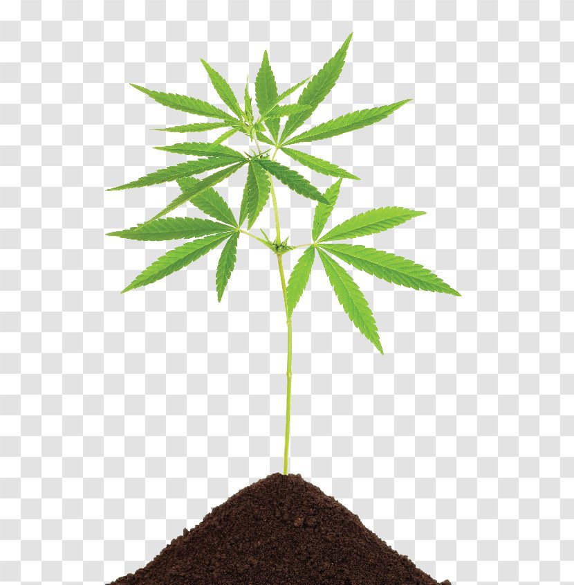 Cannabis Sativa Marijuana Medical Cannabidiol - Legalization Transparent PNG