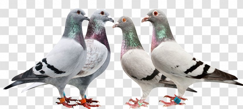 Pigeons And Doves Fauna Beak Feather - Stock Dove Transparent PNG