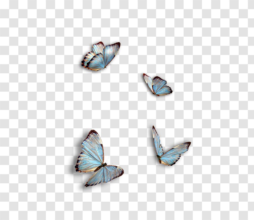 Image Desktop Wallpaper Photography Download - Insect - Mariposas Transparent PNG