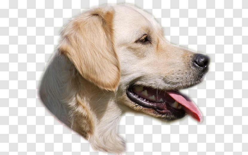 Golden Retriever Puppy Dog Breed Companion Transparent PNG