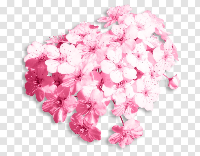 Flower Social Media Wedding - Petal - Baby Breath Transparent PNG