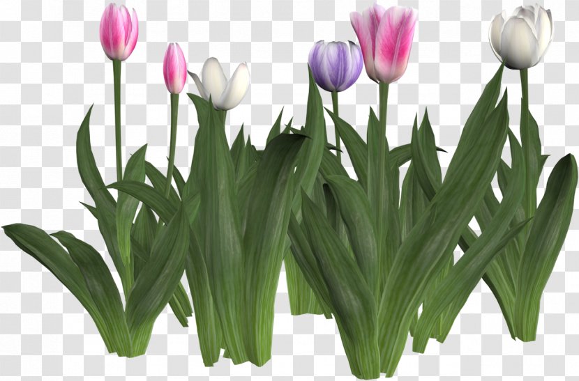 Tulip Cut Flowers Liliaceae Clip Art - Wreath Transparent PNG