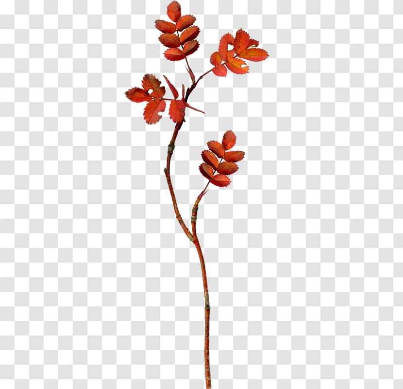 Image Leaf Blog NetEase - Flora - Flower Line Drawings Transparent PNG