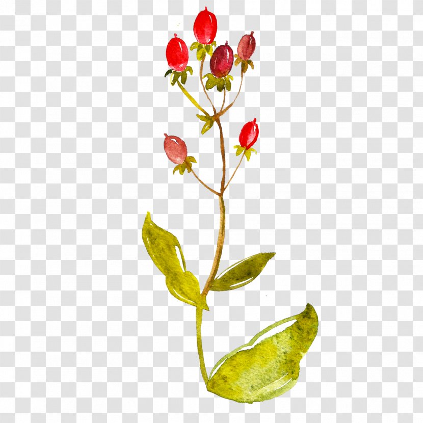 Royalty-free Image Stock Photography Watercolor Painting - Flowering Plant Transparent PNG