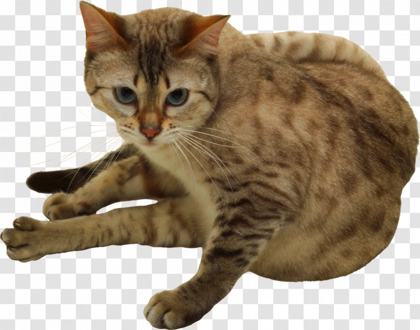 Dragon Li Bengal Cat Savannah Ocicat Tabby - Chester Transparent PNG