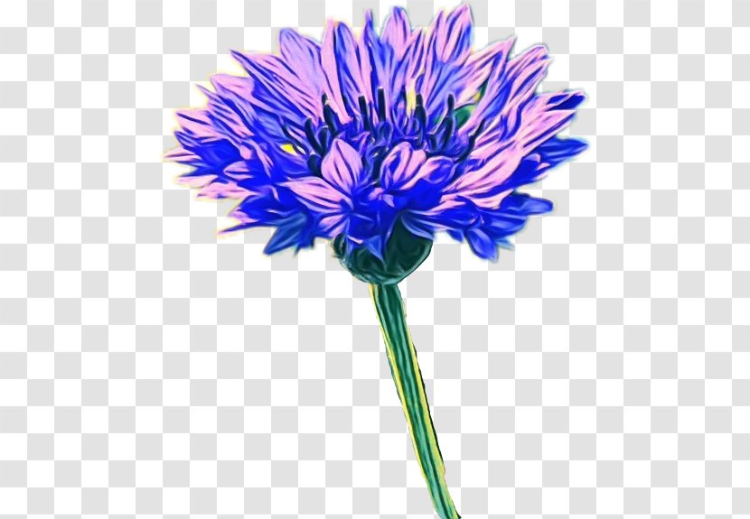 Flower Flowering Plant Purple Petal - Cut Flowers - Annual Aster Transparent PNG