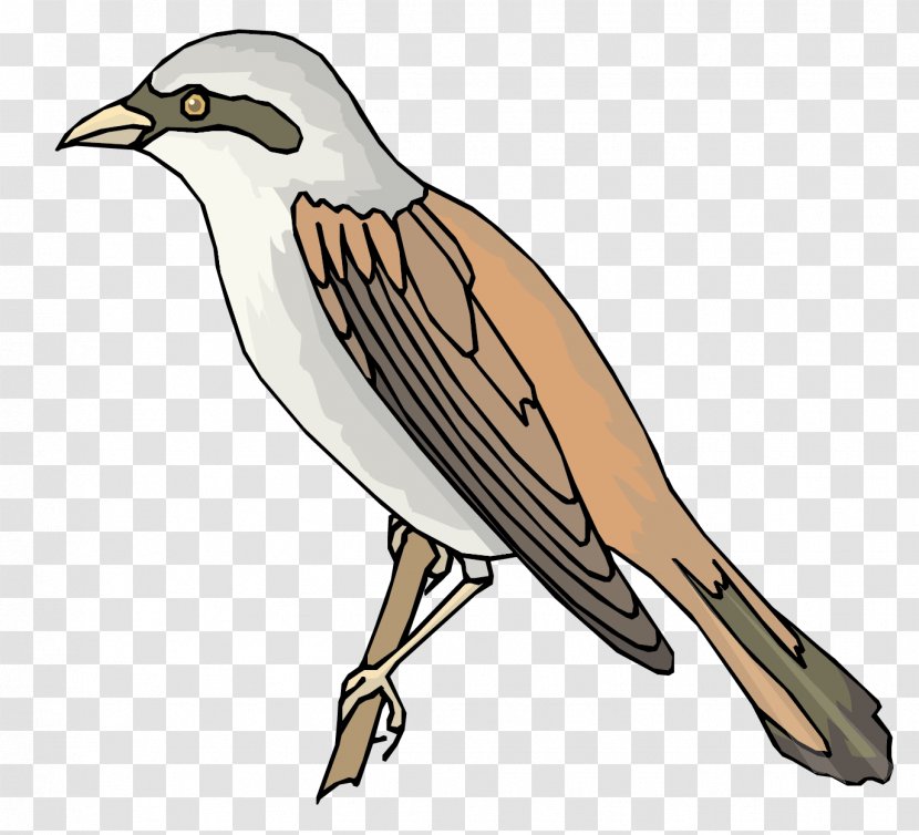 Sparrow Bird - Eurasian Tree - Vector Material Transparent PNG