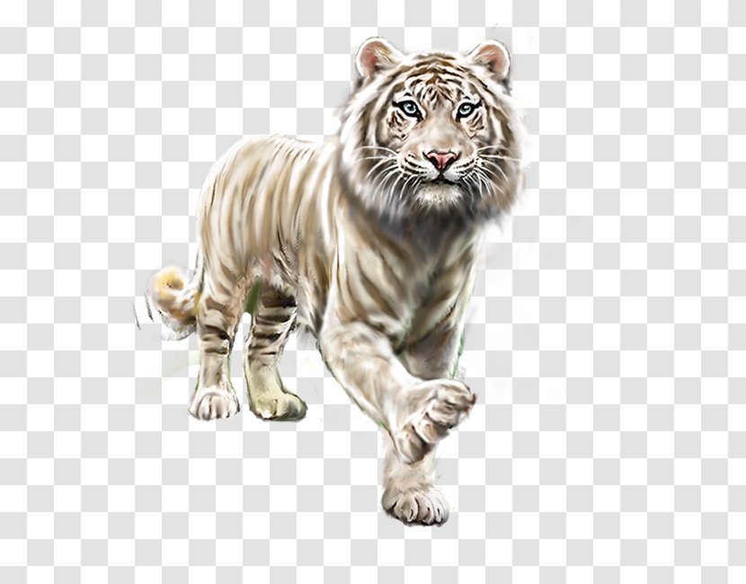 White Tiger - Carnivoran Transparent PNG