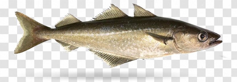 Pollock Milkfish Filet-O-Fish Fishing - Thunnus - Fish Transparent PNG