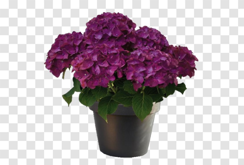 French Hydrangea Purple Plant Red Magenta - Pink Family Transparent PNG