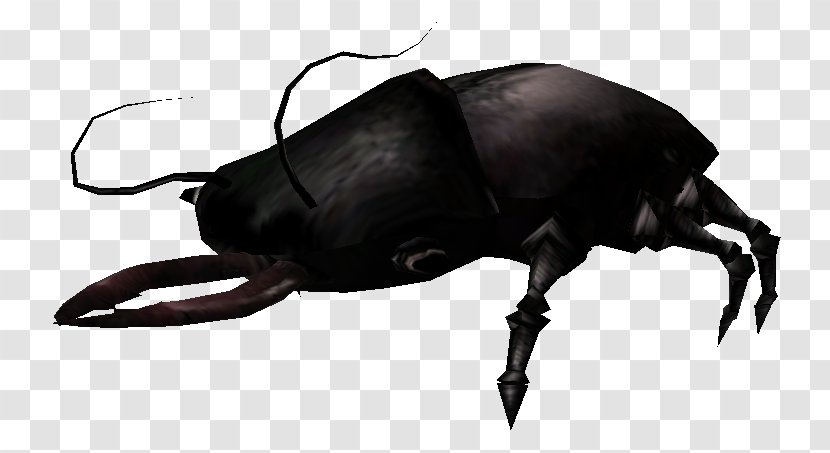 Japanese Rhinoceros Beetle Dung Wiki Beetles - Insect - Shalk Transparent PNG