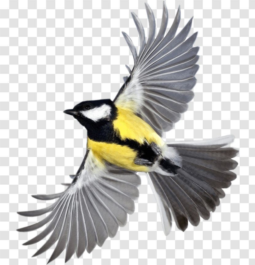 Cartoon Bird - Pelican - Goldfinch Perching Transparent PNG