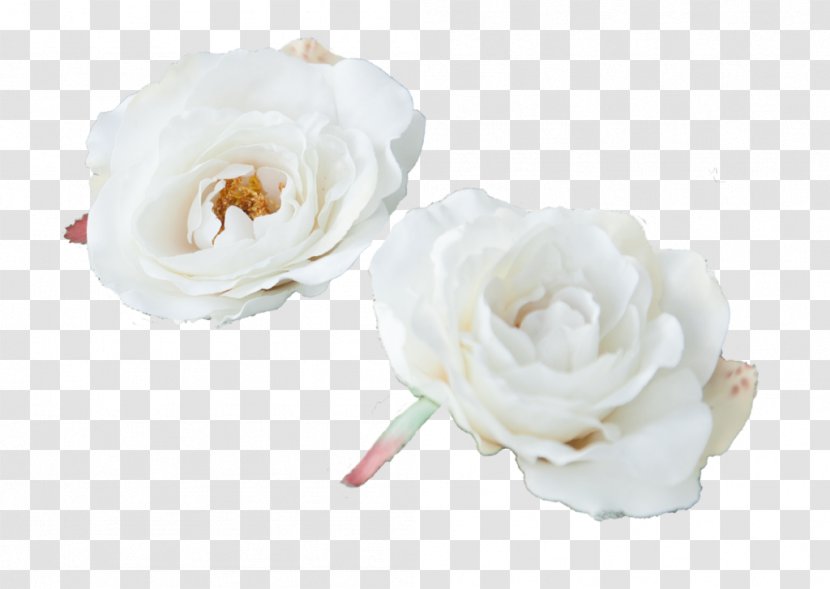 Garden Roses Cabbage Rose Cut Flowers Flower Bouquet - Rosa Centifolia Transparent PNG