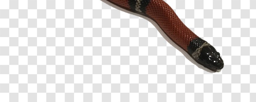Shoe Product Design - Crested Gecko Transparent PNG