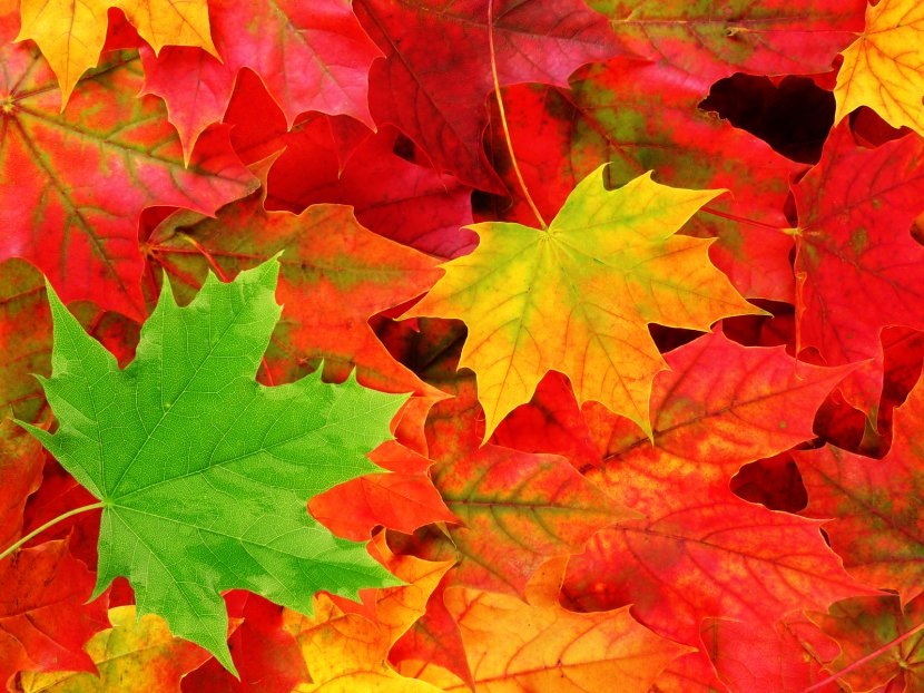 Desktop Wallpaper Autumn Leaf Color Nature - Plane Tree Family - Leaves Transparent PNG