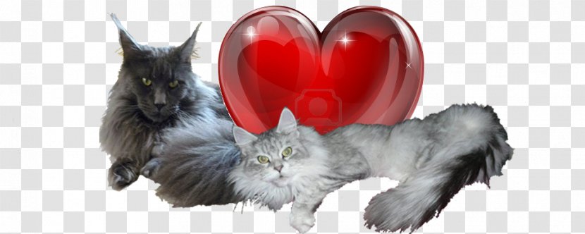 Whiskers Kitten Dog Breed Fur - Frame - Maine Coon Transparent PNG