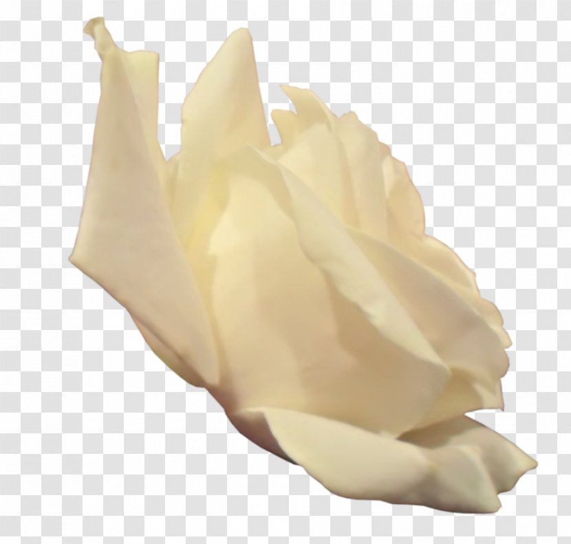 Raster Graphics - Rose - The Side Of White Transparent PNG