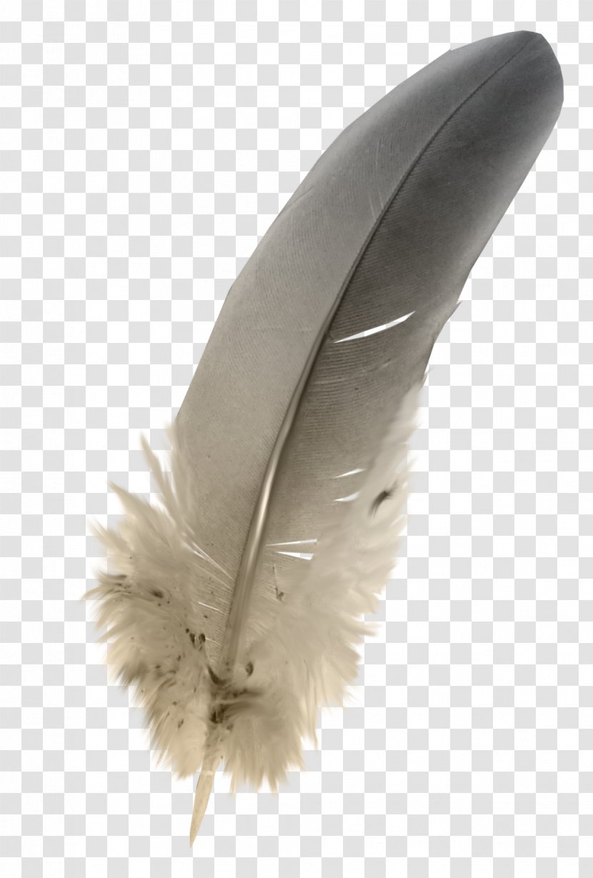 Feather Grey - Rgb Color Model - Feathers Transparent PNG