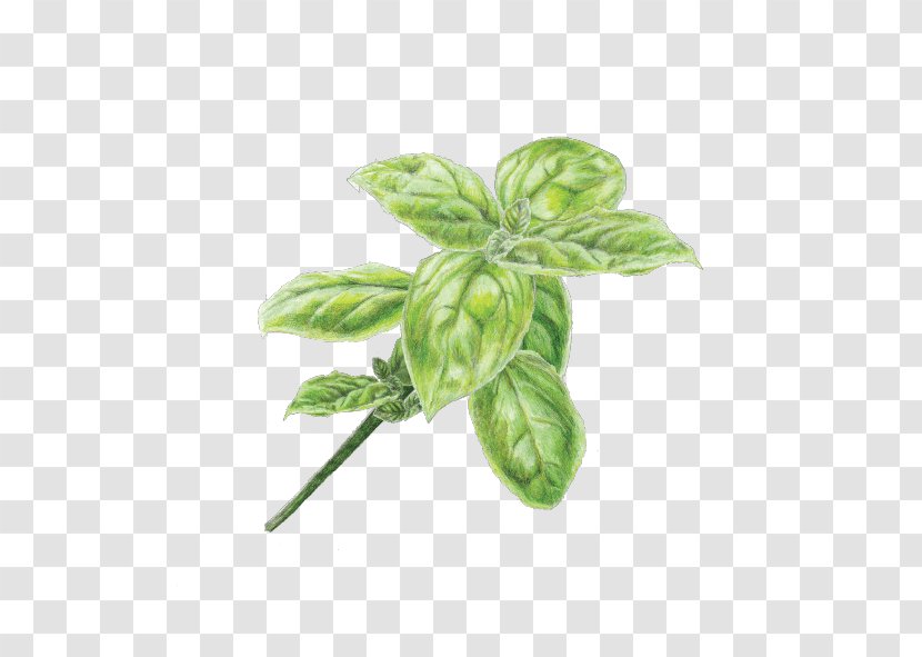 Pesto Pasta Basil Oil Infusion - Plant Transparent PNG