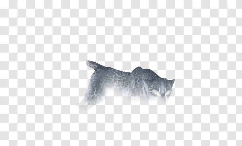 Cat Whiskers Mammal Dog Carnivora - Crackle Transparent PNG