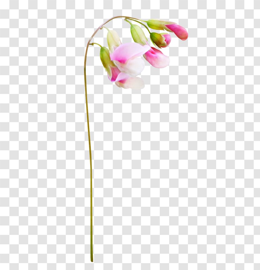 Flower - Plant Stem - Wildflowers Free Pull Material Transparent PNG