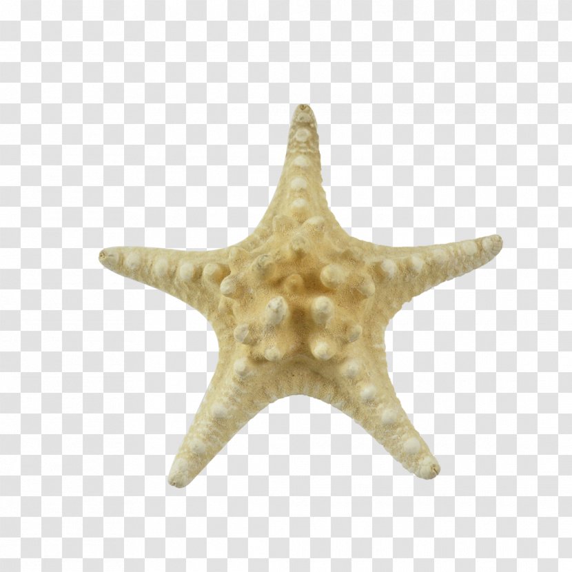 Starfish Seashell Invertebrate Stock Photography Beach Transparent PNG