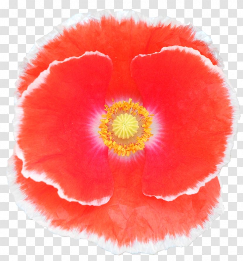 Belur Math California Poppy Jayrambati Flower Transparent PNG