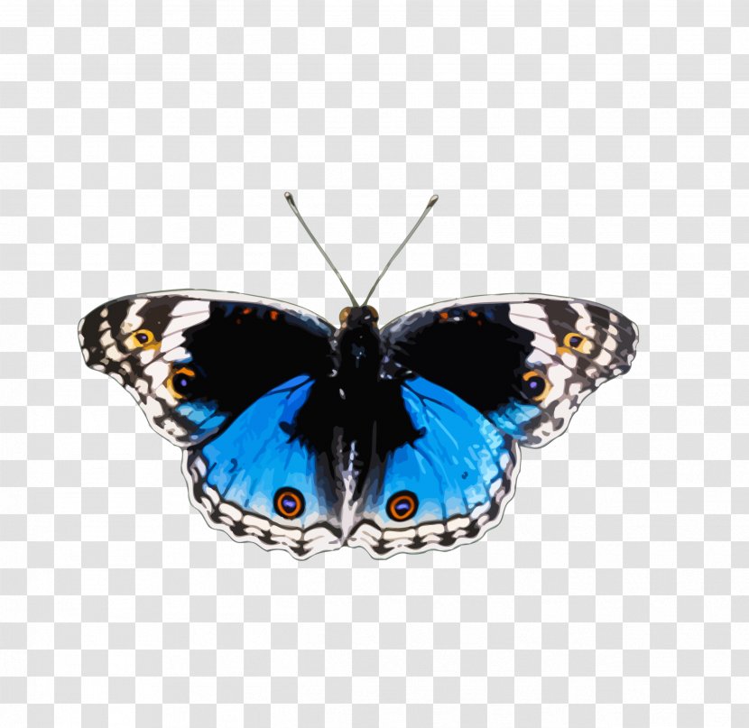Brush-footed Butterflies Butterfly And Bullets: Poetry, Essays Musings Insect Animal Transparent PNG