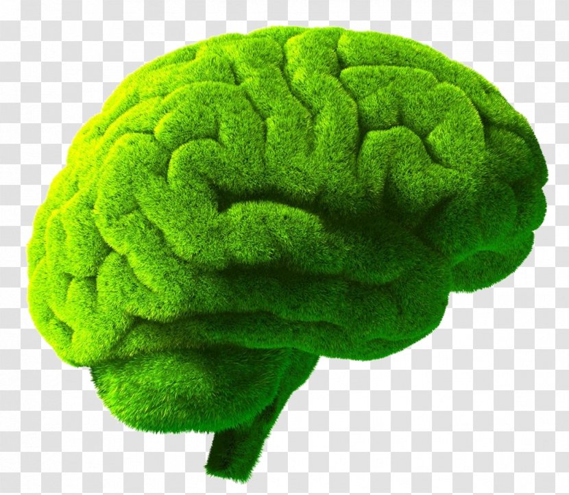 Human Brain Green Stock Photography Illustration - Flower - Creative Transparent PNG