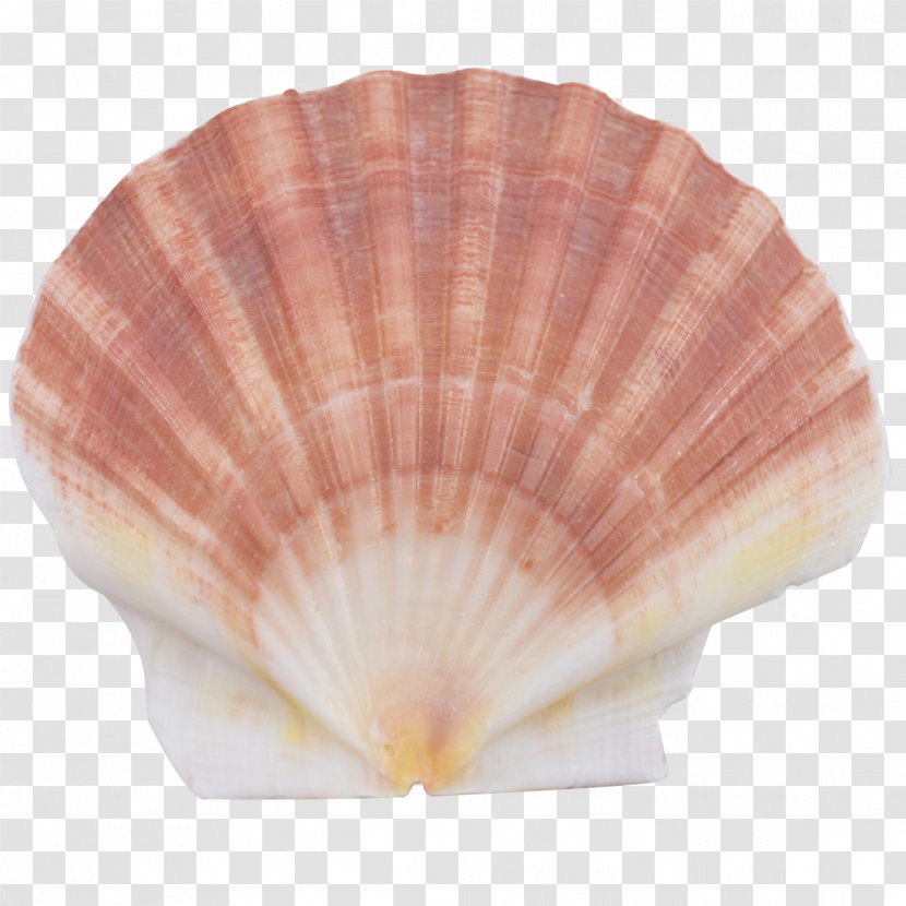 Seashell Cockle Scallop Conchology Oyster - Craft Transparent PNG